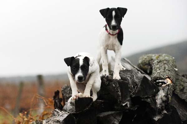 Cally und Britannia im Novembernebel...