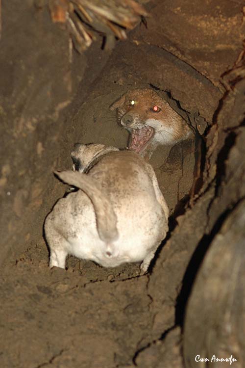 Aphaia mit ihrem ersten Fuchs im Naturbau