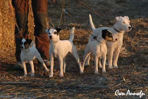 4 unserer Terrier von 29-36cm, Janosch hat sich erfolgreich vor dem Fototermin gedrückt