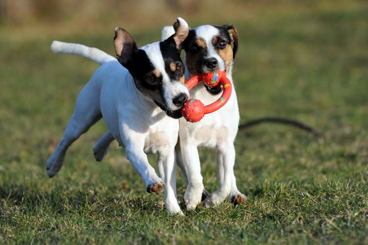 Affi & Anda beim Spielen