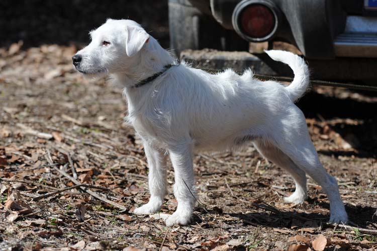 Kumenberg Ariel (Claremorris Oberon x Conny v. Schloss Tannbach)