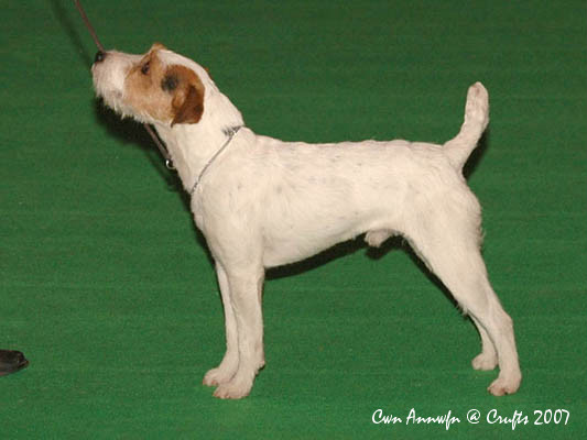 chadbrook parson russell terriers