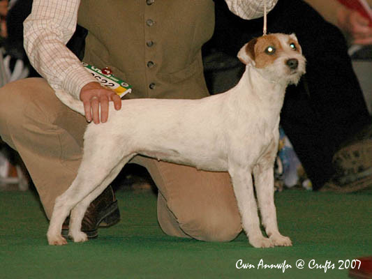 chadbrook parson russell terriers