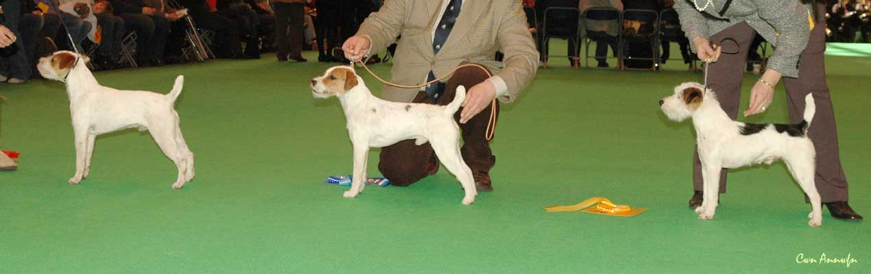 DSC_3459_special puppy dog 1-3