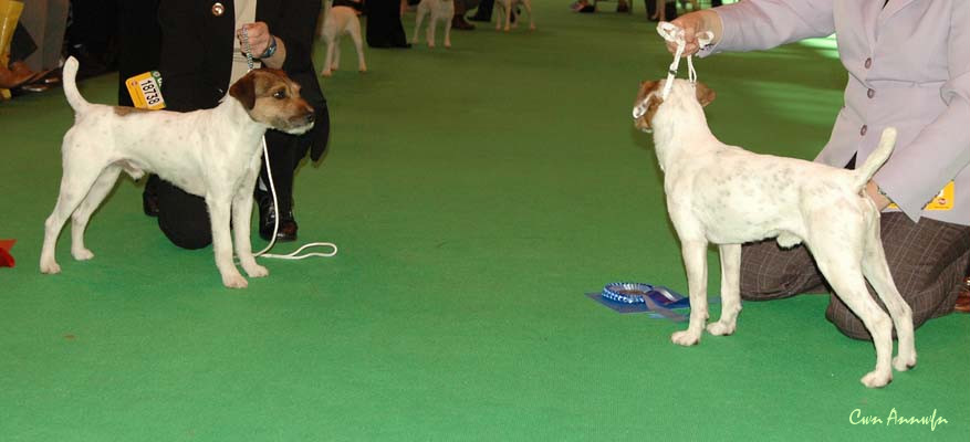 DSC_3488_limit dog 1 2