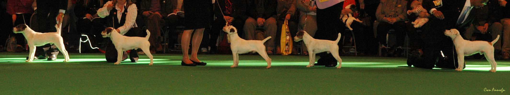 DSC_3500_gonetoground rockn robin_afinlea roadside skipper_alexie de la roche turpin_muhlross melrosian_ammanday ace