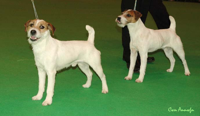 DSC_3501_open dog 1 2