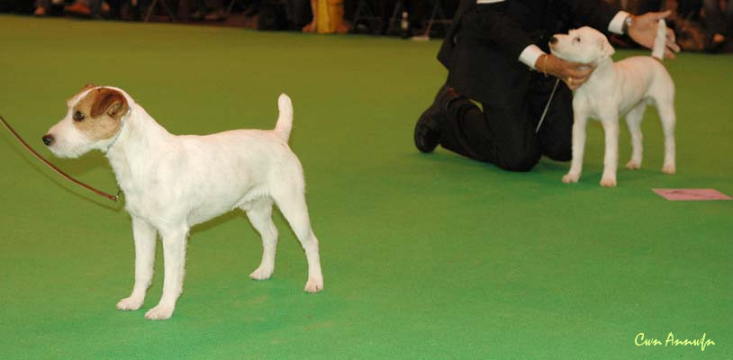 DSC_3508_open dog 4 5