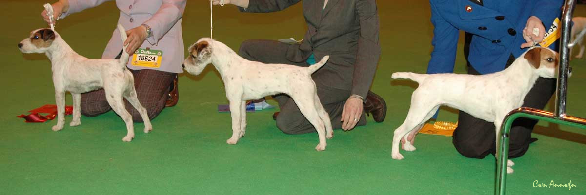 DSC_3518_special puppy bitch 1-3