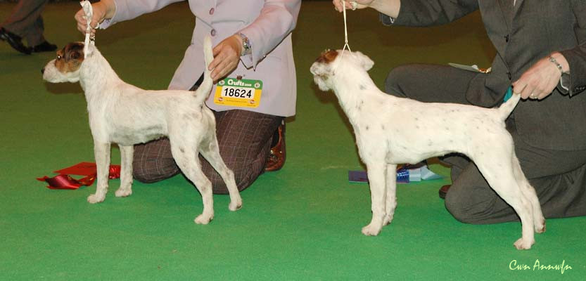 DSC_3519_special puppy bitch 1 2