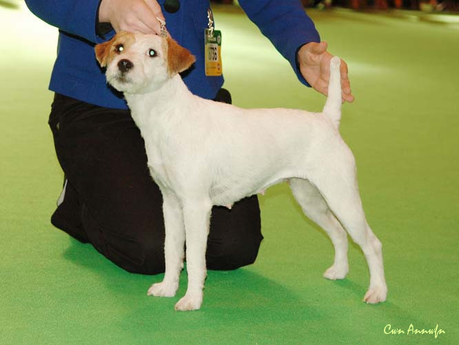 DSC_3540_pacolito phlirt