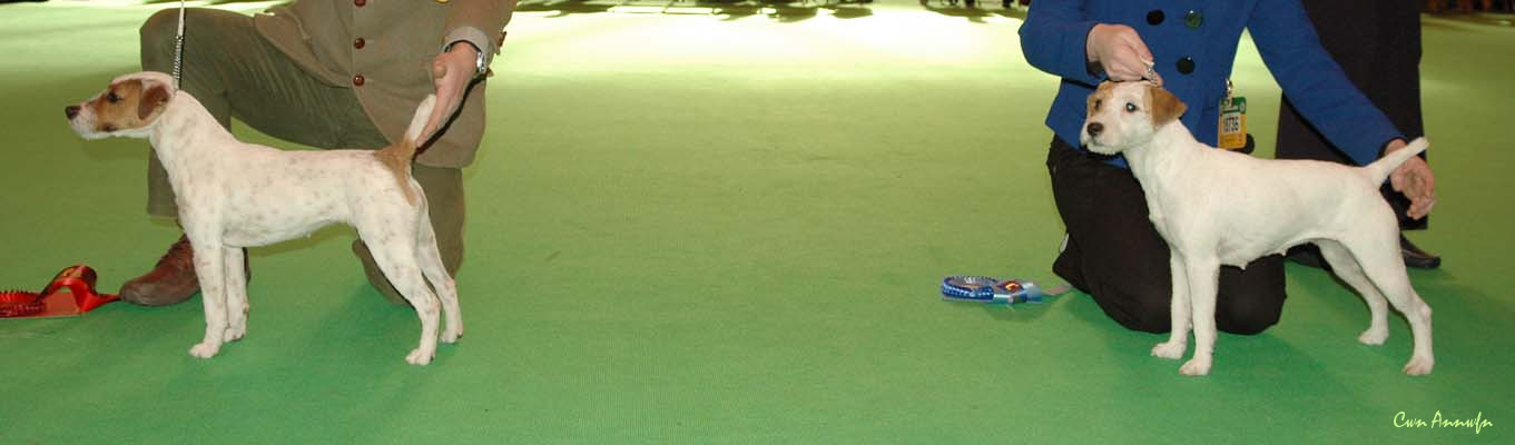 DSC_3541_post graduate bitch 1 2