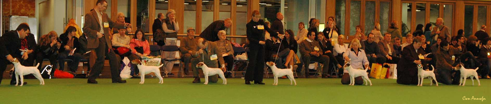 DSC_3568_bitch CC decision_miss teeq of andralok_middlemoss the only one_pacolito xsquisite at windynook_pacolito xpectations_pacolito dymanti prima donna_pacolito phirstclass_clastlands emblazonment