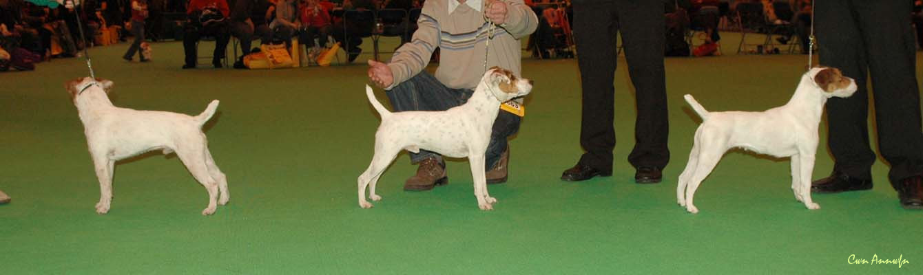 DSC_3575_best puppy_dogCC_bitchCCBOB