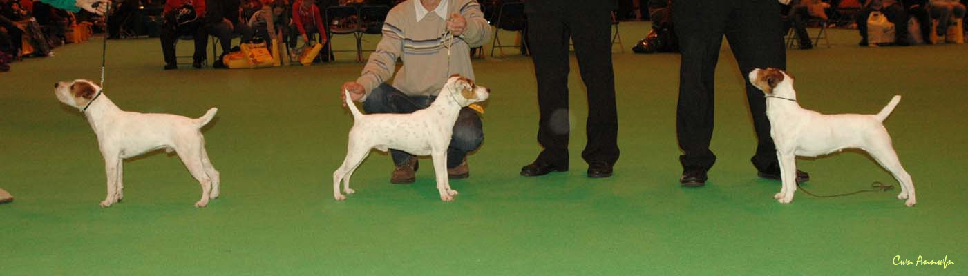 DSC_3579_best puppy_dogCC_bitchCCBOB