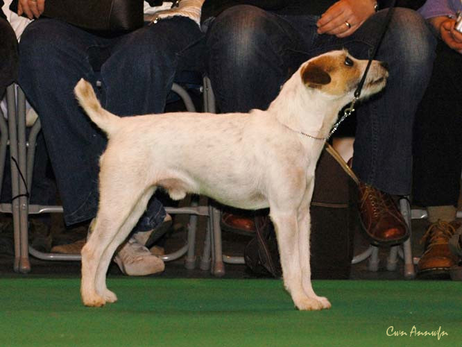 DSC_6075_mindlen muddler minnow