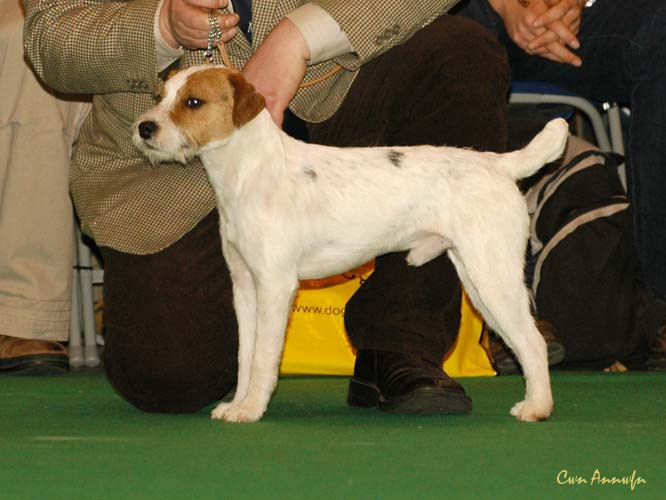 DSC_6082_mindlen rabbit