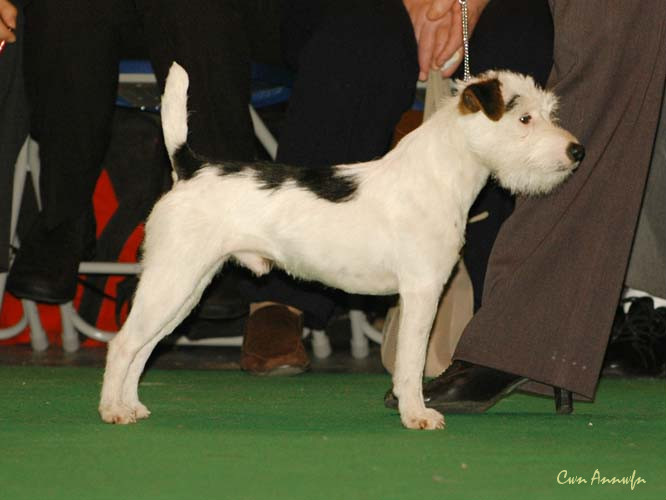 DSC_6090_foxwarren teddy boy