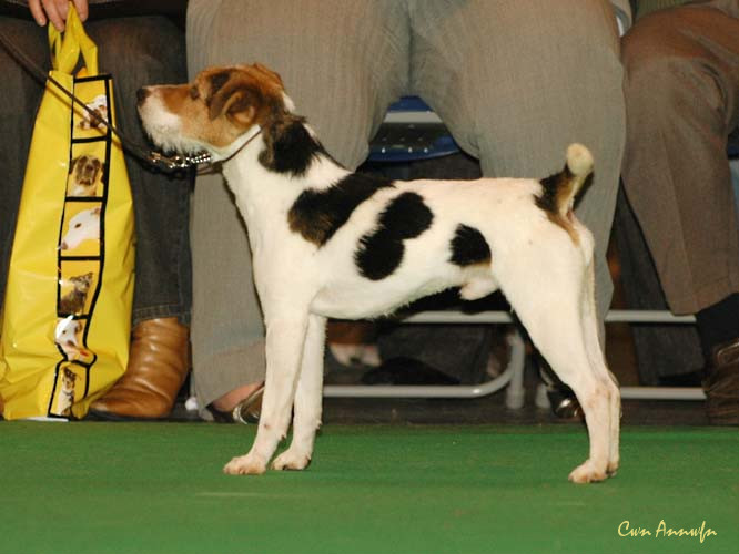 DSC_6112_foxwarren swimbridge rebel