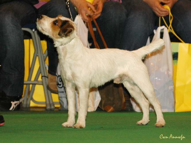 DSC_6134_olliebark star performer