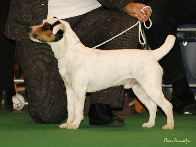 DSC_6140_alne master piece of ilexquercus