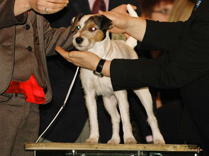 DSC_6179_frodo cerny faun