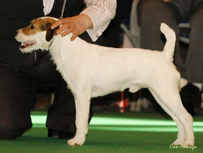 DSC_6201_afinlea roadside skipper