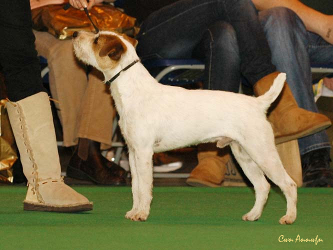 DSC_6206_alncroft helmlock of morgandare