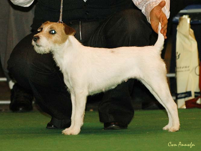 DSC_6210_afinlea garden tiger