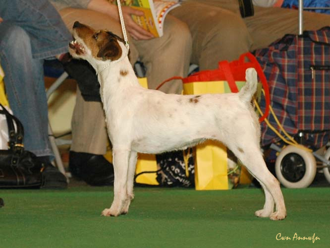 DSC_6241_rymshott wizzard brew at hoolmark