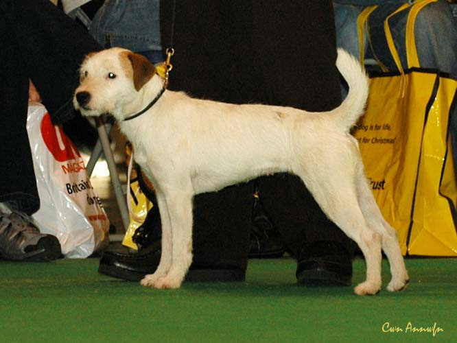 DSC_6270_bradpole star sapphire