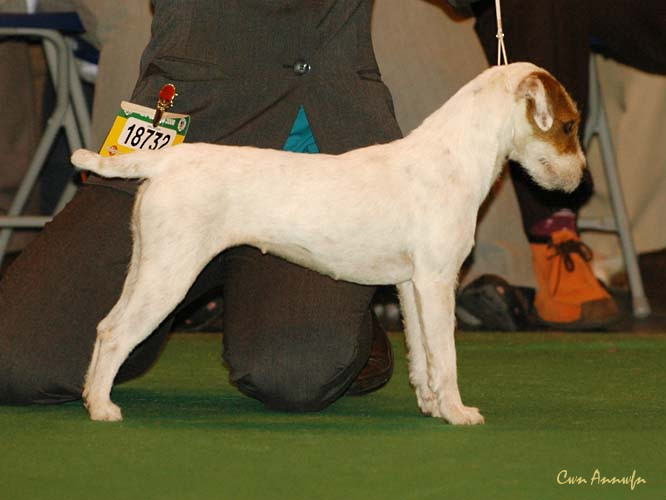 DSC_6334_pacolito phantastic at alncroft