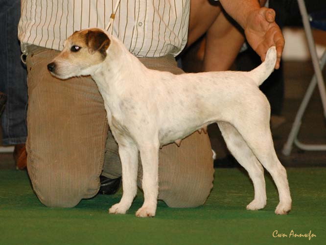 DSC_6335_alne foxglove