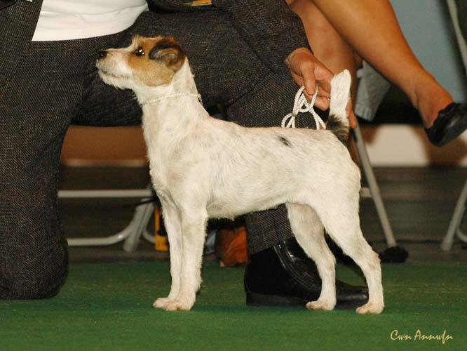 DSC_6347_mindlen moth of ilexquercus