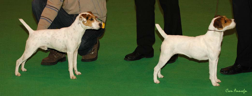 DSC_6356_pacolito spunky monkey_miss teeq of andralok