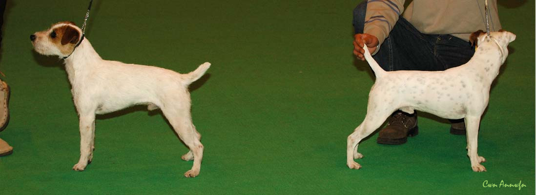 DSC_6358_alncroft hemlock of morgandare_pacolito spunky monkey