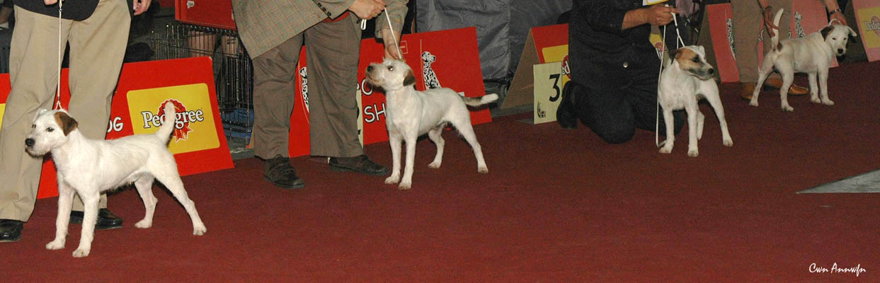 line up champion class dogs - suzan´s pride aiman - dutyfree of lovealoch - ad hoc de la petite noisette - cacib du bois de soleil